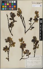 Foto von Salix glabra Scop.